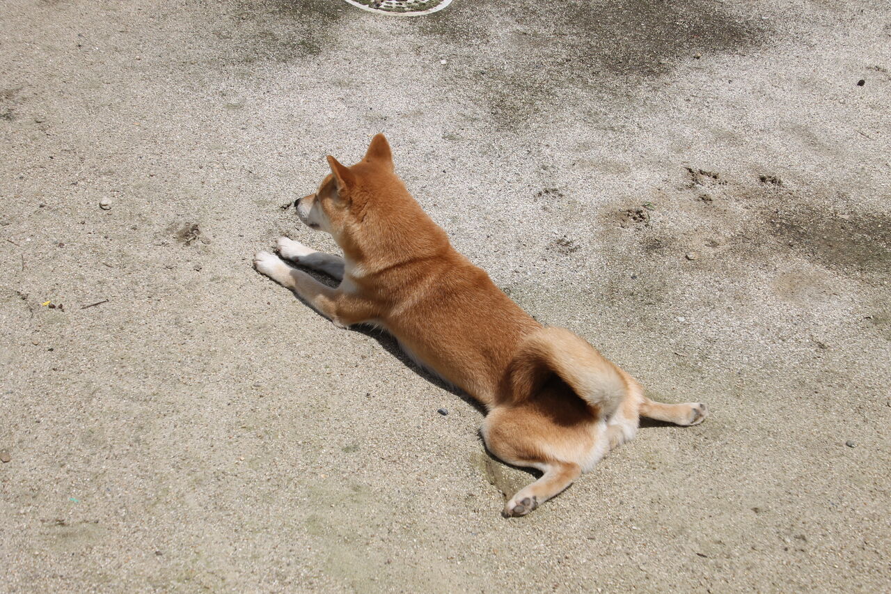 連休中 姫柴な毎日