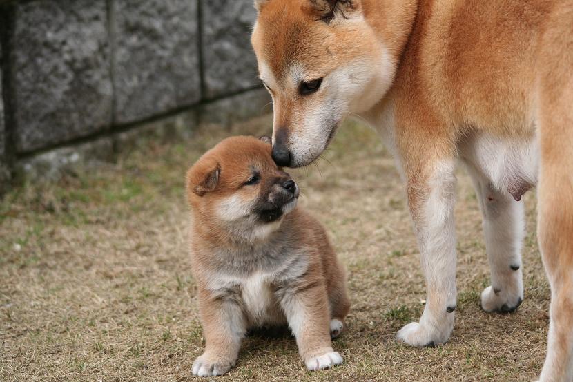 母犬 姫柴な毎日