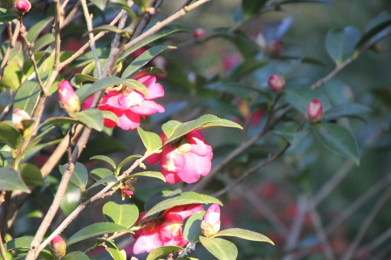 今日も寒い 姫柴な毎日