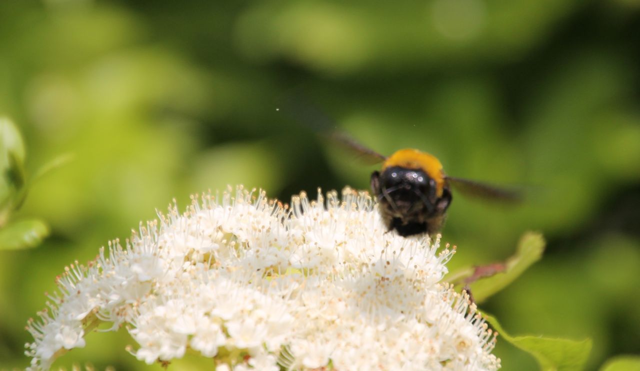 クマバチ 姫柴な毎日