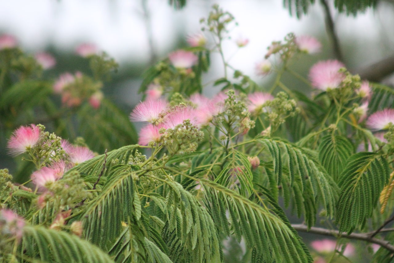 合歓の花 姫柴な毎日