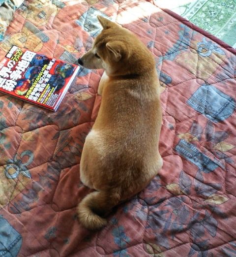 犬の自転車運動 姫柴な毎日
