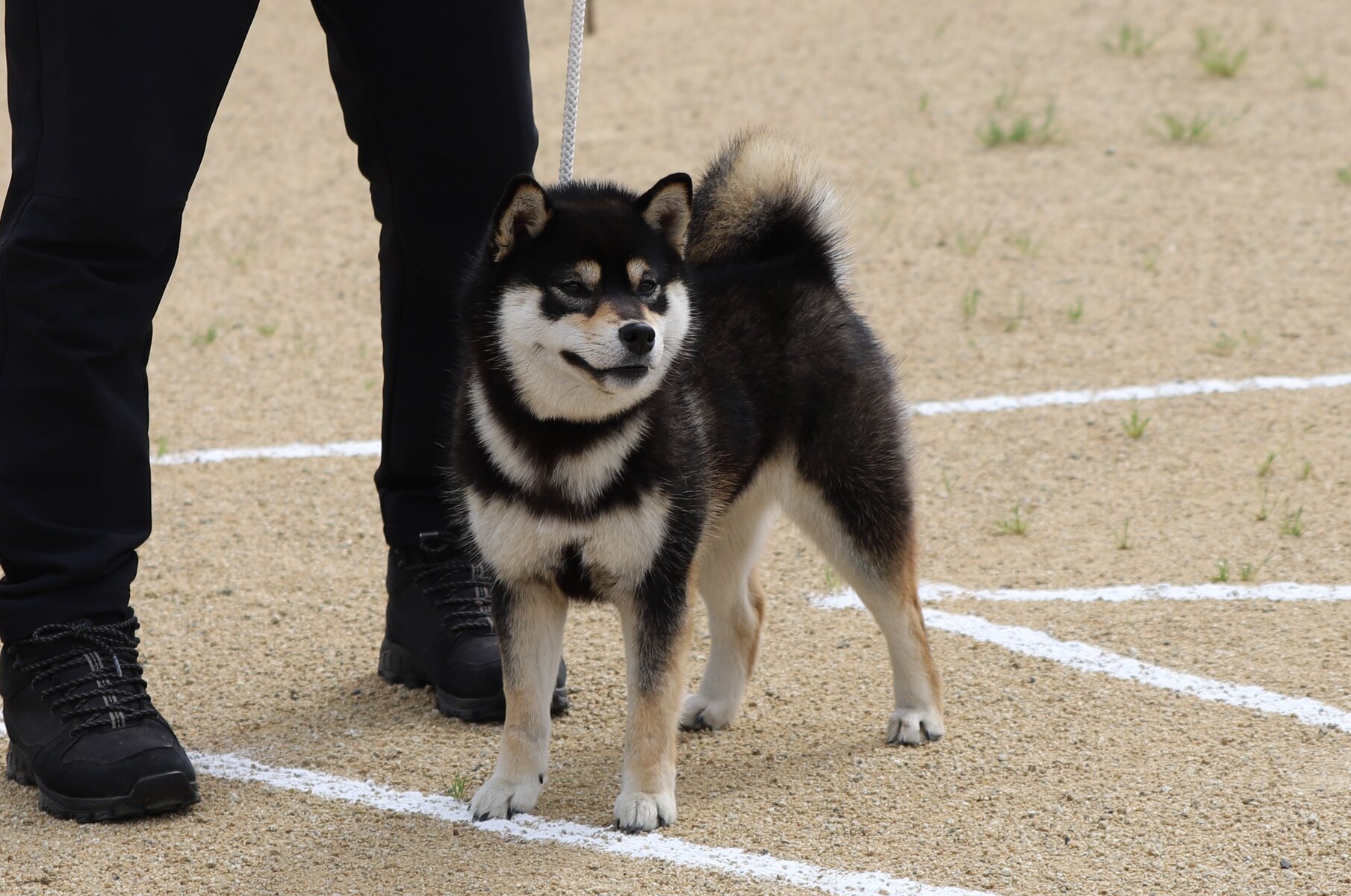 野良犬 Amazon.co.jp: ドッグチェイサー 犬撃退 野良犬 超音波 アニマル