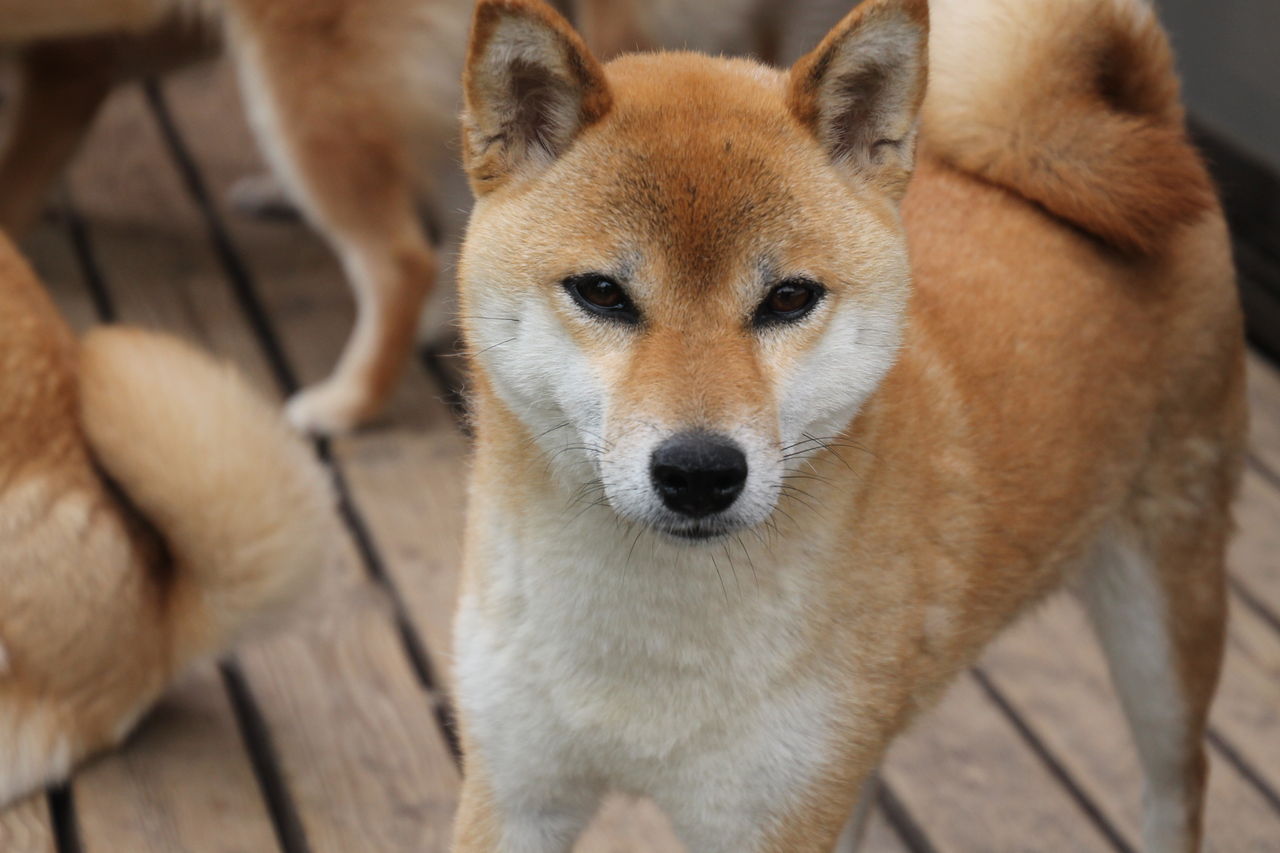 犬の名前 姫柴な毎日 犬の名前 姫柴な毎日