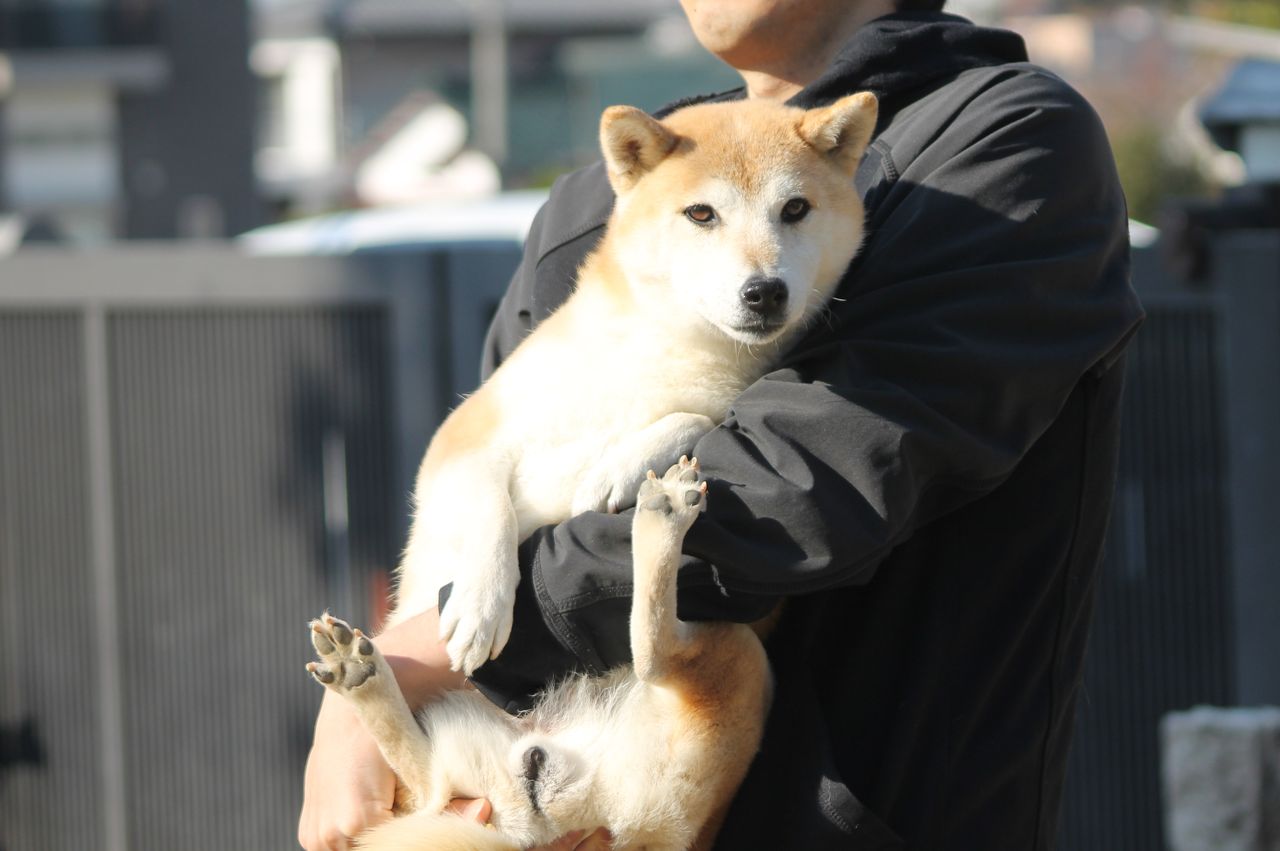 柴抱っこ 姫柴な毎日