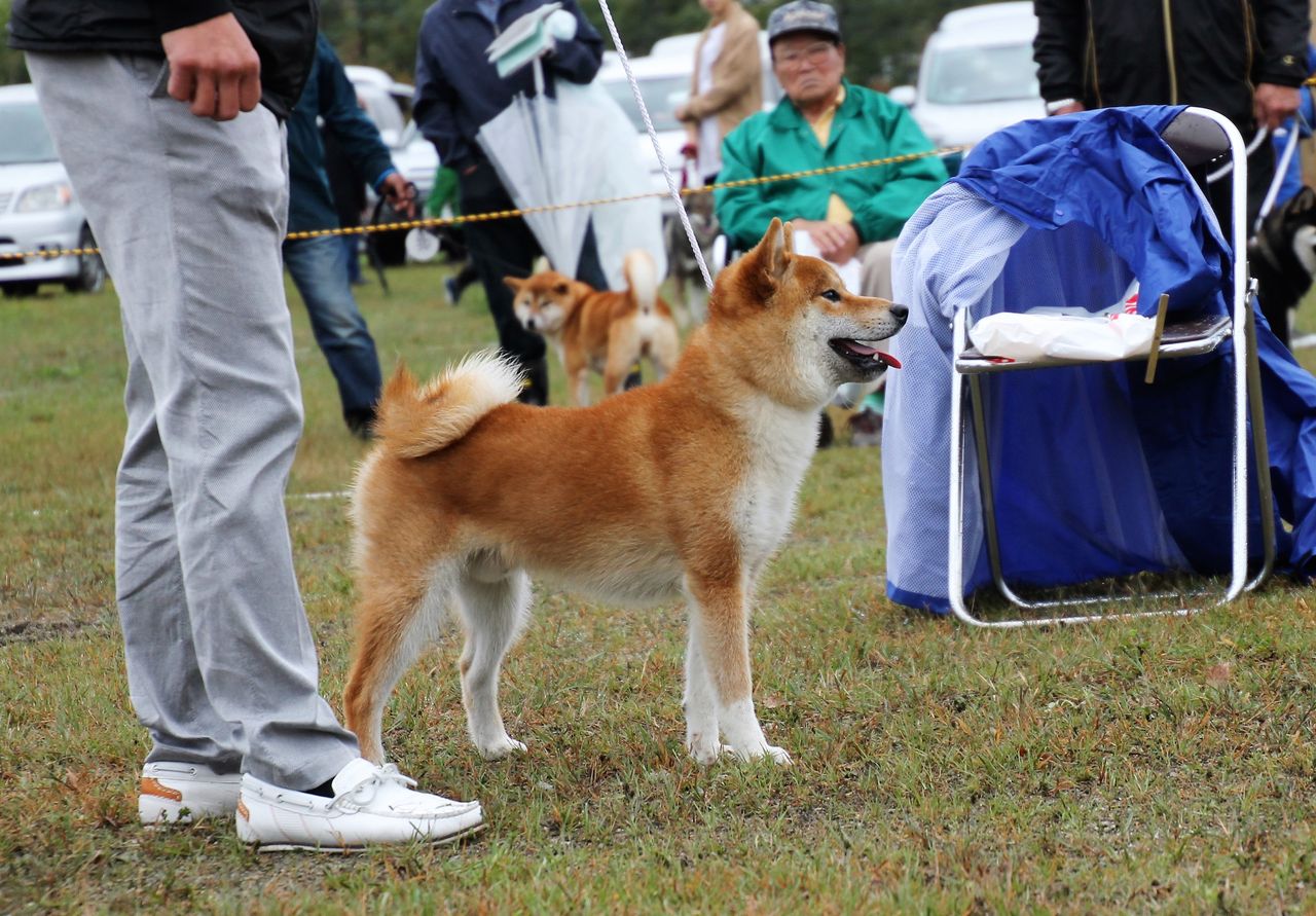 平成２８年 秋季 日本犬保存会北海道支部 ジャスピン 姫柴な毎日