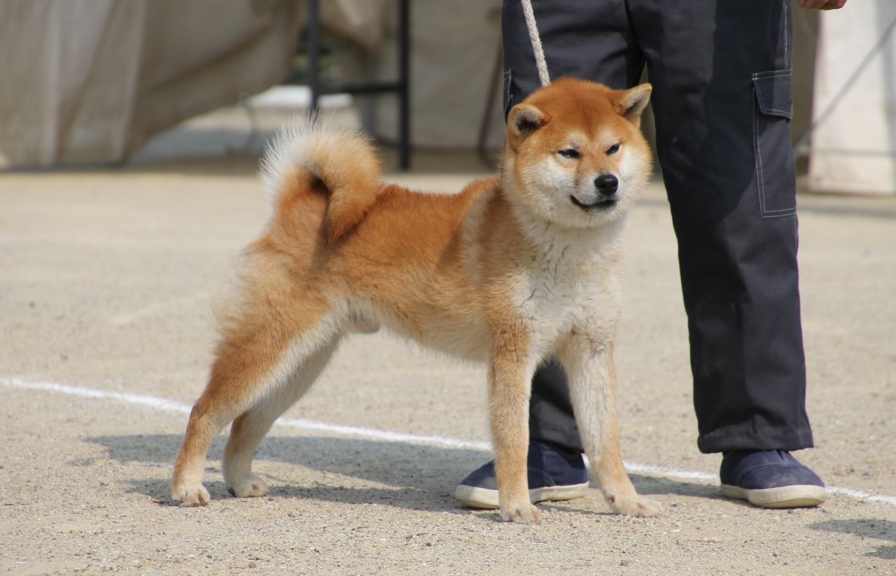 姫柴な毎日 19年04月08日