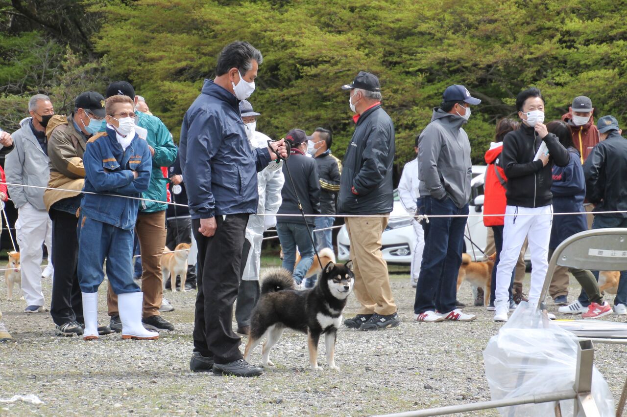 21春季 滋賀支部展 ジャスピン 姫柴な毎日 21春季 滋賀支部展 ジャスピン 姫柴な毎日