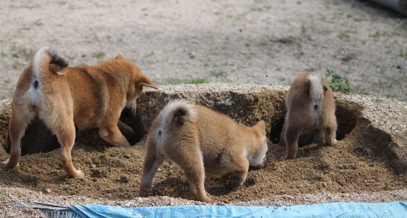 スズメバチ 姫柴な毎日