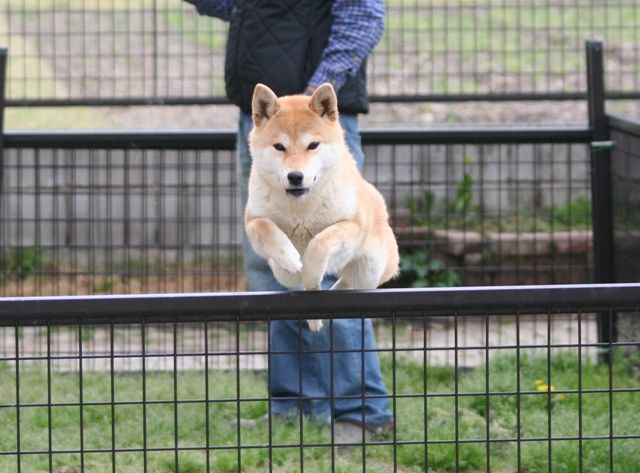 すごい立夏ニャンコ 姫柴な毎日