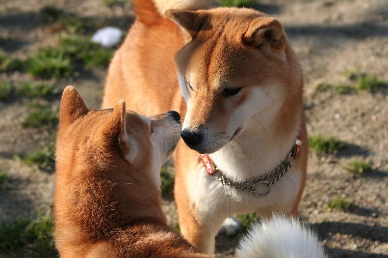 宙（そら）君と獣医さんのコト : 姫柴な毎日