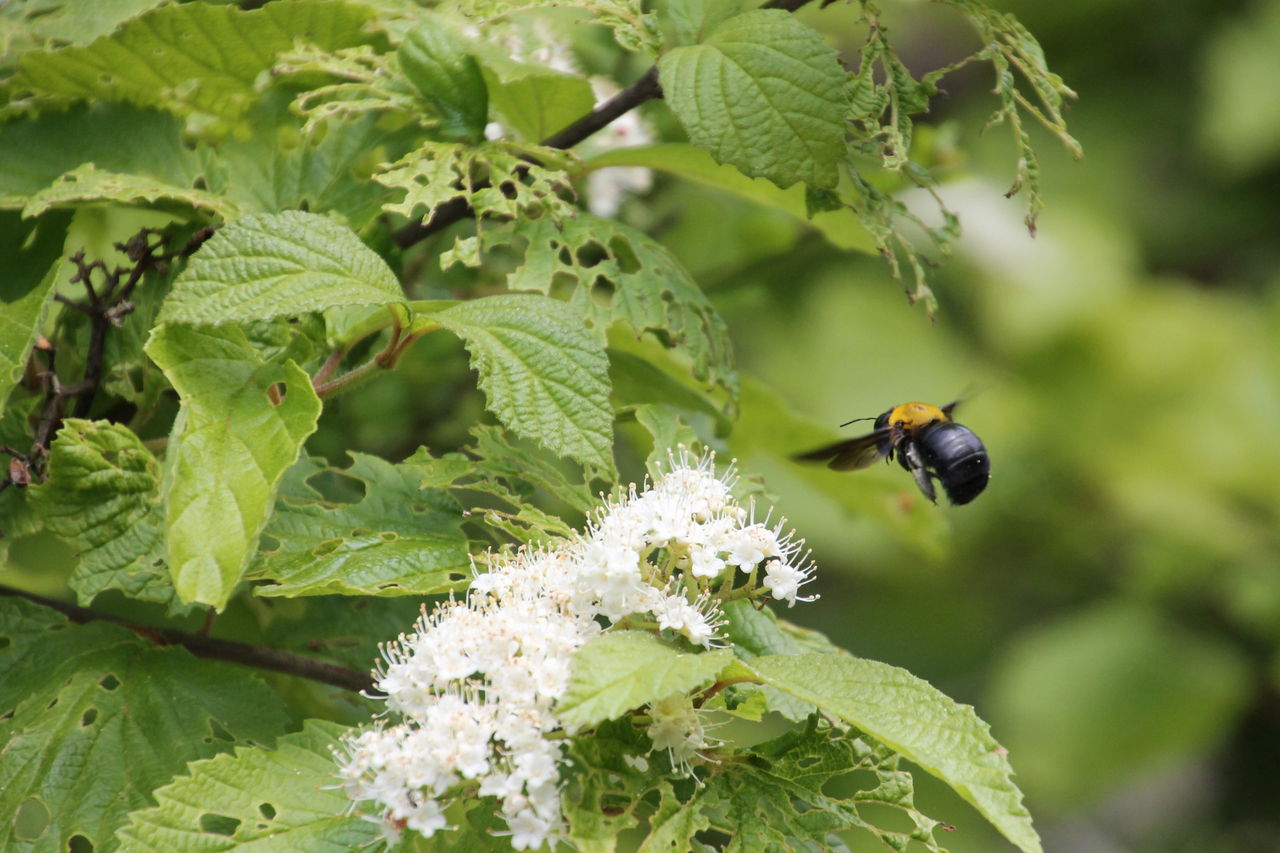 クマバチ 姫柴な毎日