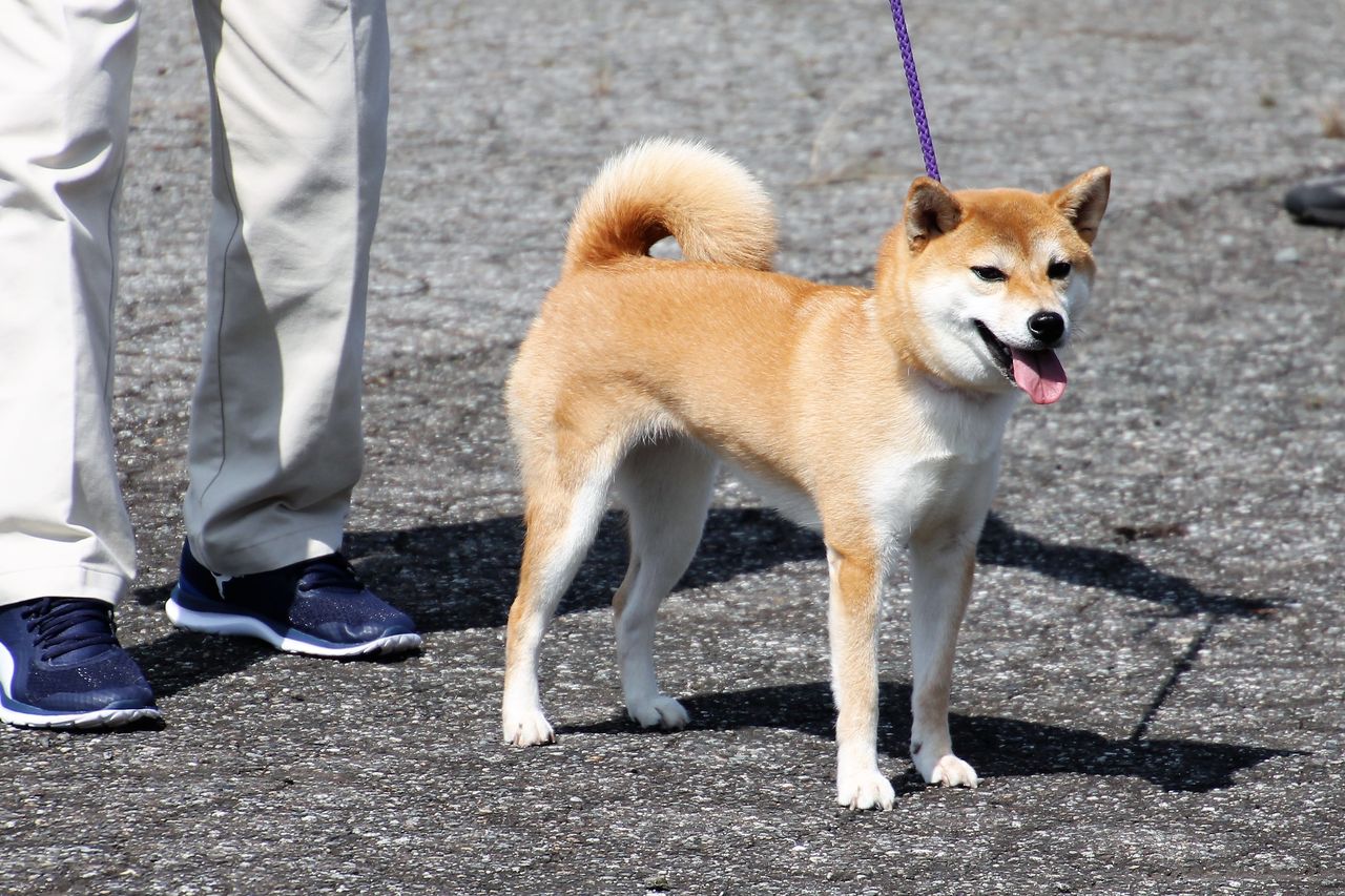 H29年度 秋季 福井支部展 ジャスピン 姫柴な毎日 H29年度 秋季 福井支部展 ジャスピン 姫柴な毎日