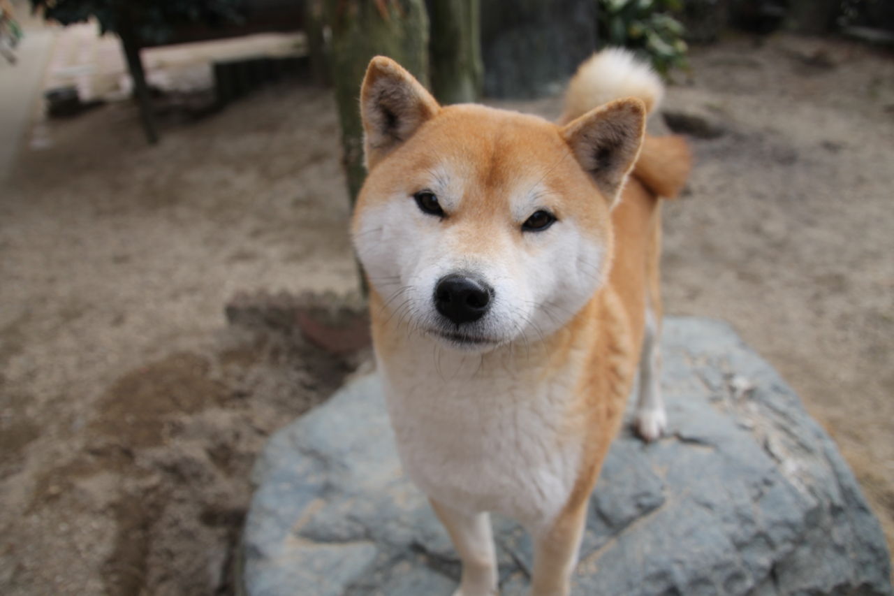 らら 柴犬