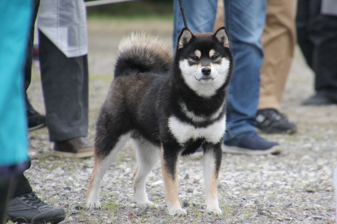 21春季 滋賀支部展 ジャスピン 姫柴な毎日 21春季 滋賀支部展 ジャスピン 姫柴な毎日