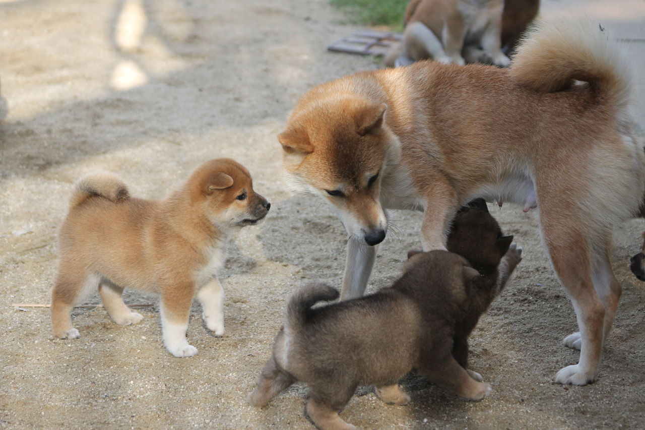 母犬も三者 三様 姫柴な毎日
