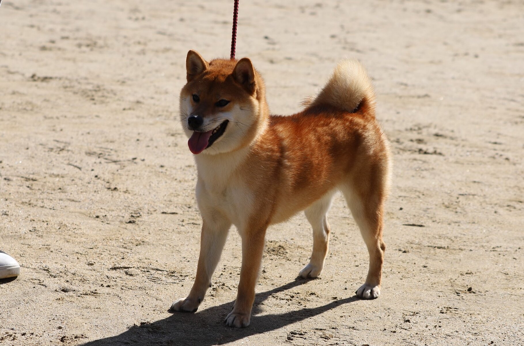 2023 秋季 奈良支部展＠ジャスピンⅠ : 姫柴な毎日