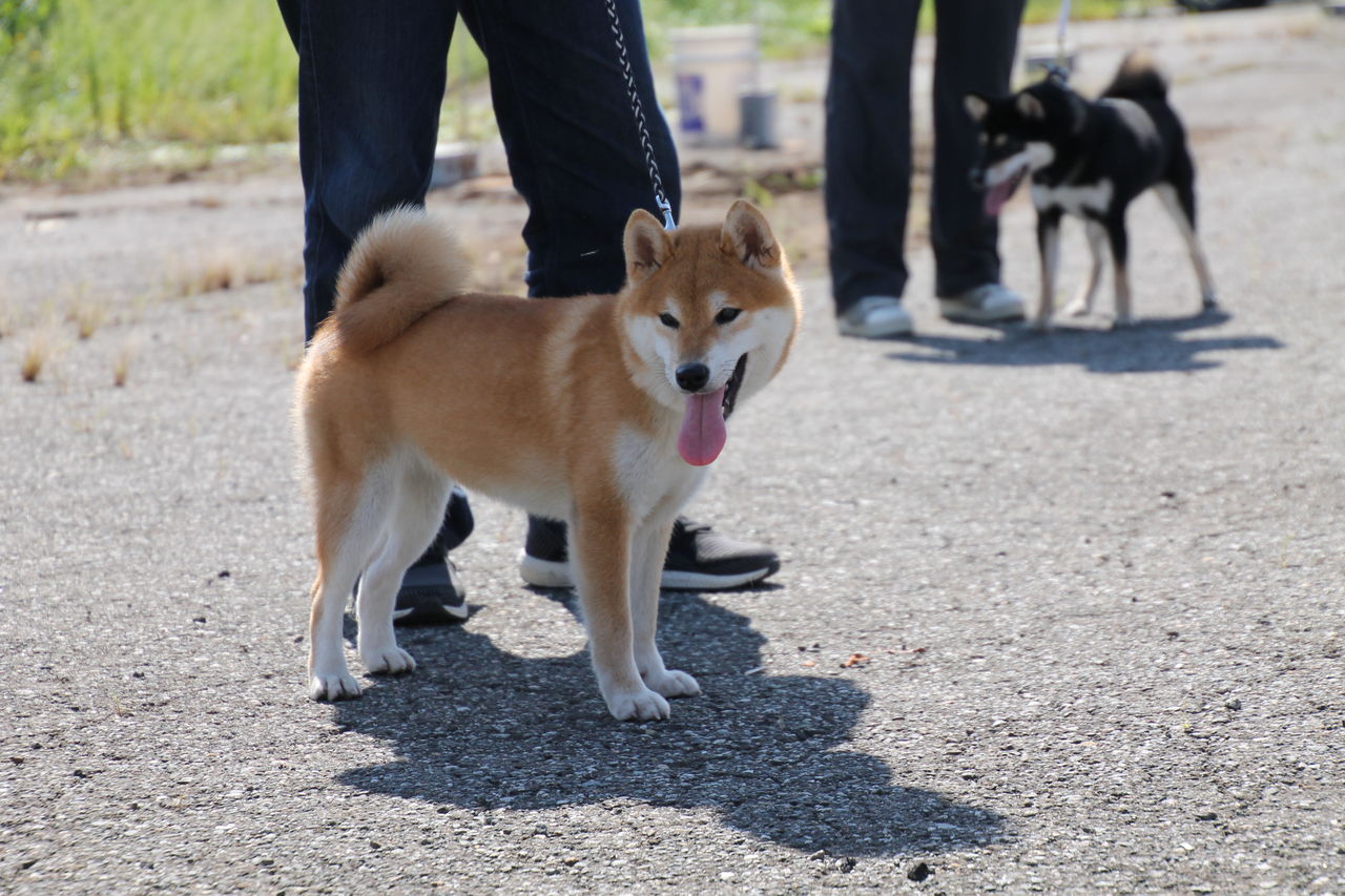 H29年度 秋季 福井支部展 ジャスピン 姫柴な毎日 H29年度 秋季 福井支部展 ジャスピン 姫柴な毎日