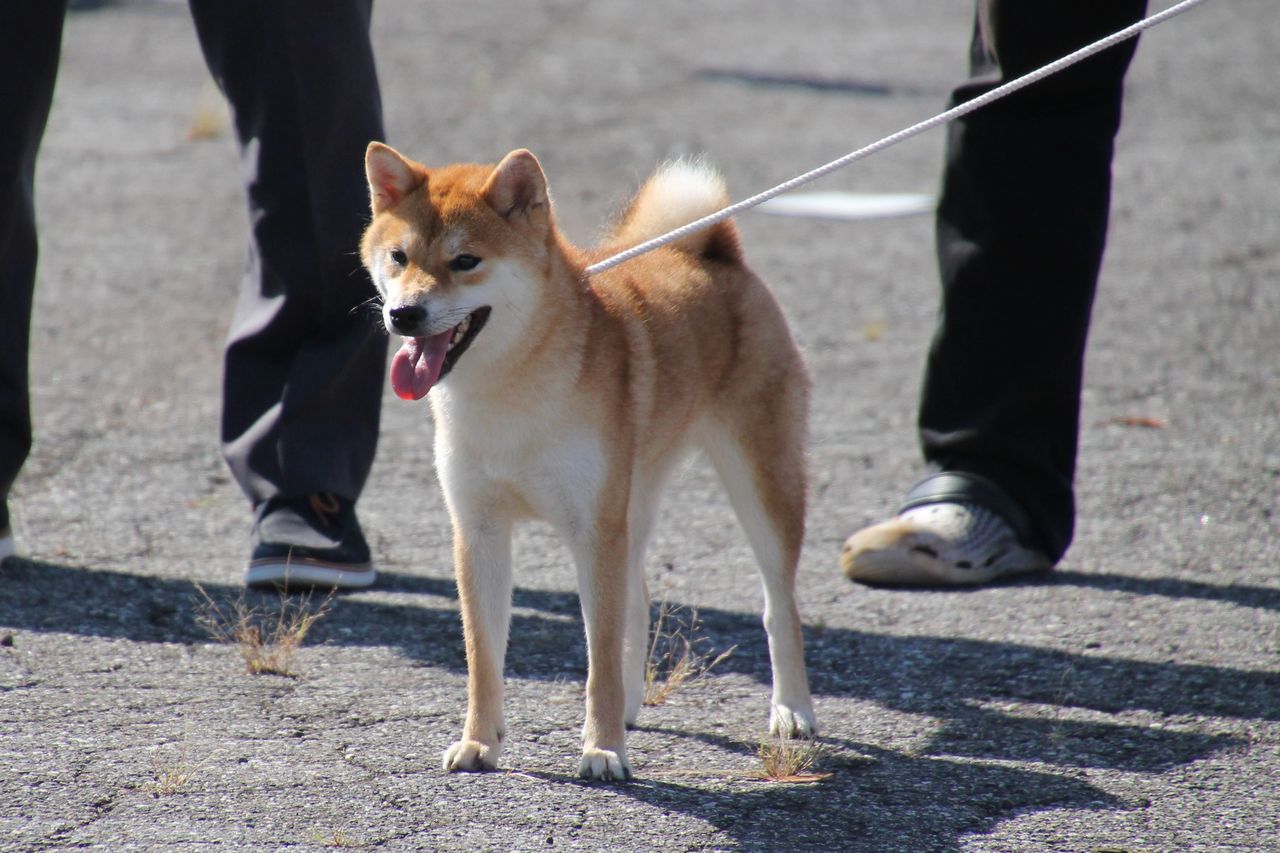 H29年度 秋季 福井支部展 ジャスピン 姫柴な毎日 H29年度 秋季 福井支部展 ジャスピン 姫柴な毎日