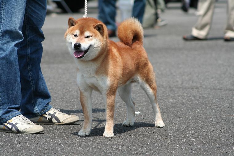 北陸連合展in福井 ジャス ピン 姫柴な毎日