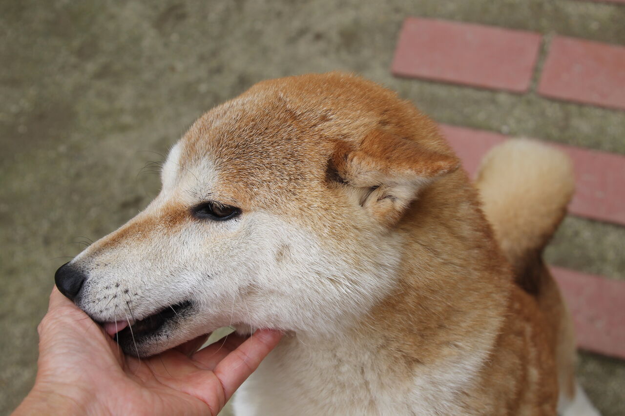 らら 柴犬