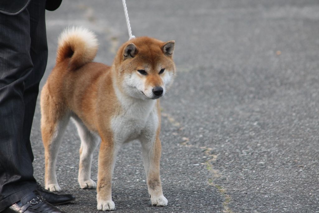 H25年春・愛知支部展＠ジャス・ピン : 姫柴な毎日