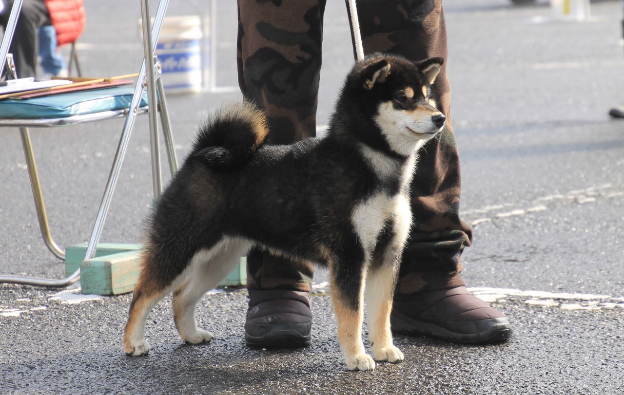 2019 春季 福井支部展＠ジャスピンⅡ : 姫柴な毎日