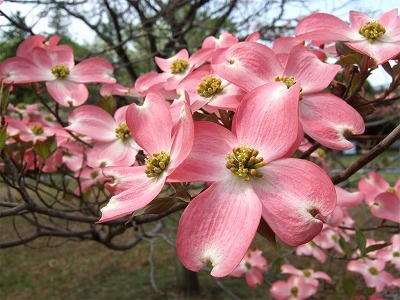 hanamizuki7