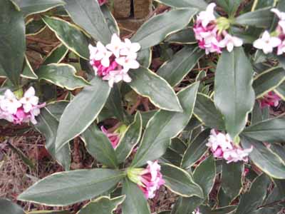 沈丁花 姫 ｓ日記