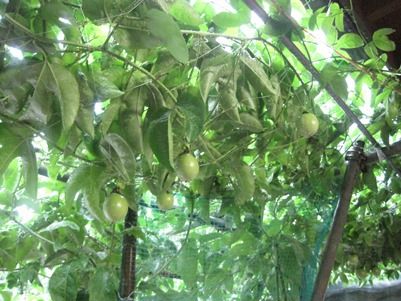 鈴田峠農園 姫 ｓ日記