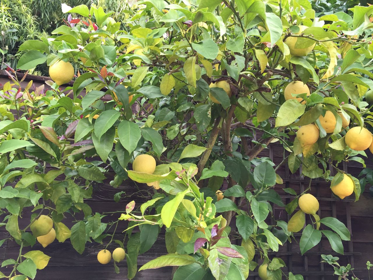 レモンとグレープフルーツの木 Berkeley Sanfrancisco 骨董 食三昧