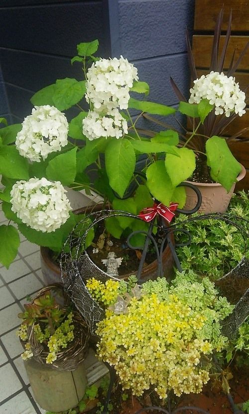 柏葉 アナベル 金平糖っていう紫陽花たち ひみこのここヨロ