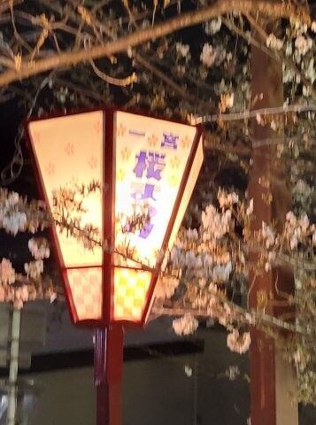 2026年大江川の夜桜♪【女装サロン運営奮闘記　Ⅱ】