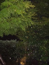 ¹âÂæ»û2010ǯ10·î