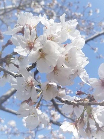 2021年3月　大江川の桜【女装サロン運営奮闘記　Ⅱ】