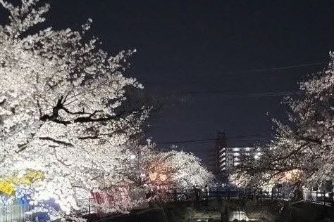 2026年大江川の夜桜♪【女装サロン運営奮闘記　Ⅱ】