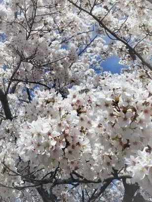 4月です♪【女装サロン運営奮闘記　Ⅱ】