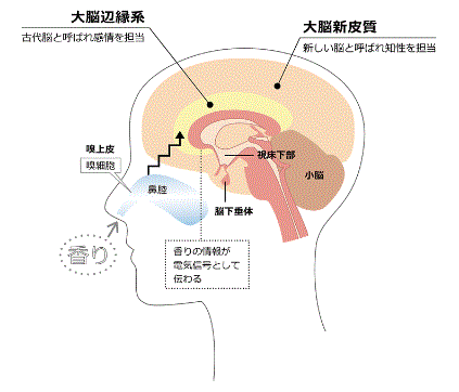 ヒミズ侍 斬られて候 五感を解説4 嗅覚の機能について
