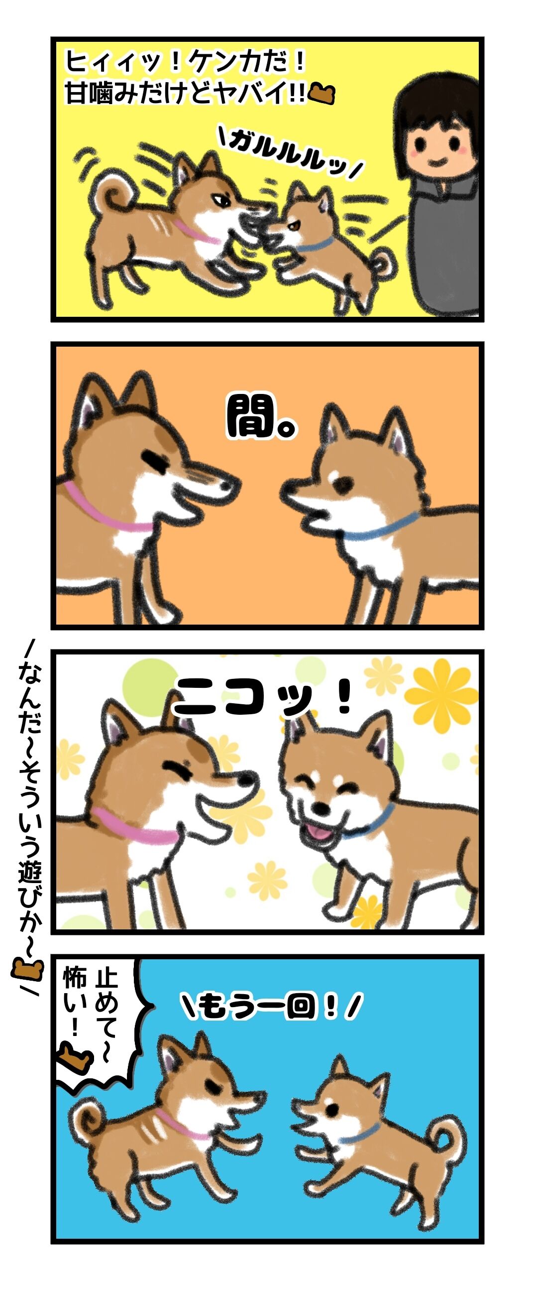 上島竜兵みたいな柴犬たち モフモフとモチモチ 上島竜兵みたいな柴犬たち モフモフとモチモチ