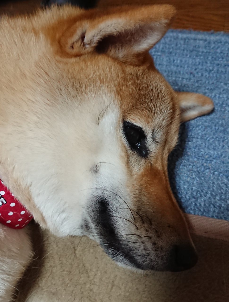 写真 モフモフとモチモチ