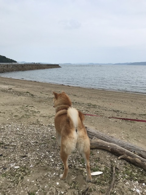 柴犬 モフモフとモチモチ 柴犬 モフモフとモチモチ