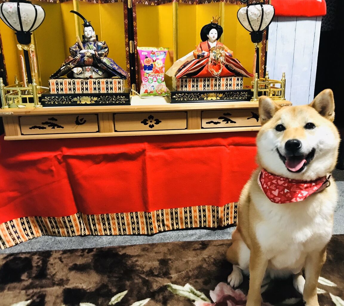 写真記事 ひな祭りと柴犬 モフモフとモチモチ