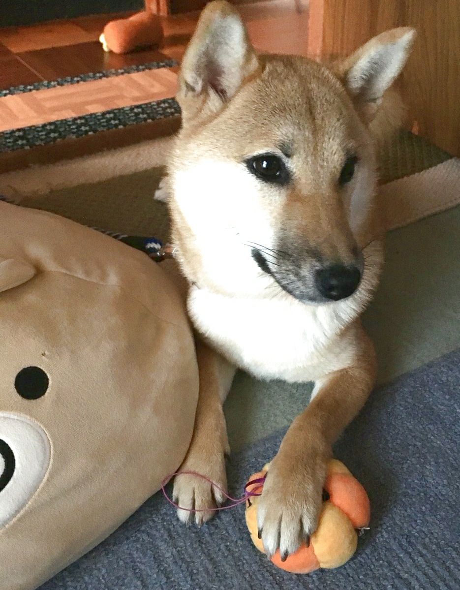 写真記事 ハロウィンな柴犬 ２年前と１年前と今年 モフモフとモチモチ