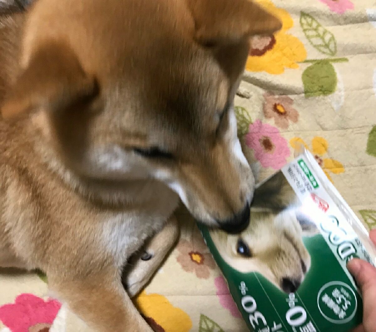 写真記事 初めてうどんを食べたうちの犬 讃岐うどん モフモフとモチモチ 写真記事 初めてうどんを食べたうちの犬 讃岐うどん モフモフとモチモチ