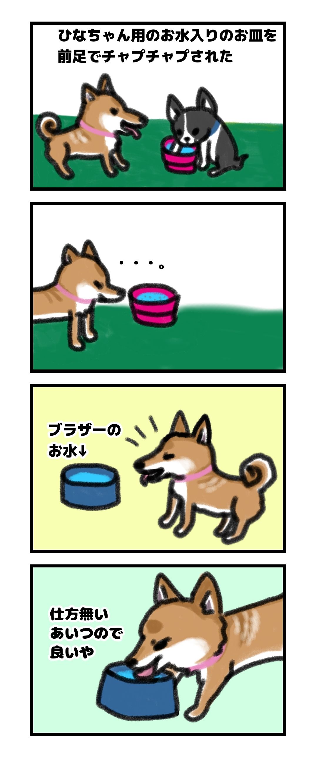 ドッグランとお皿のお水ときょうだい犬 モフモフとモチモチ