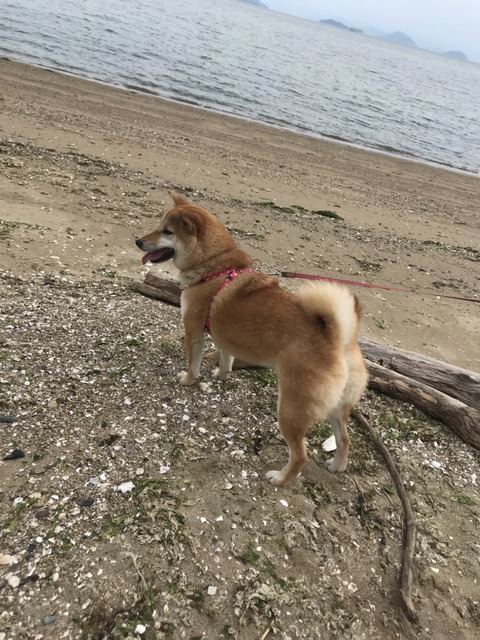 柴犬 モフモフとモチモチ 柴犬 モフモフとモチモチ