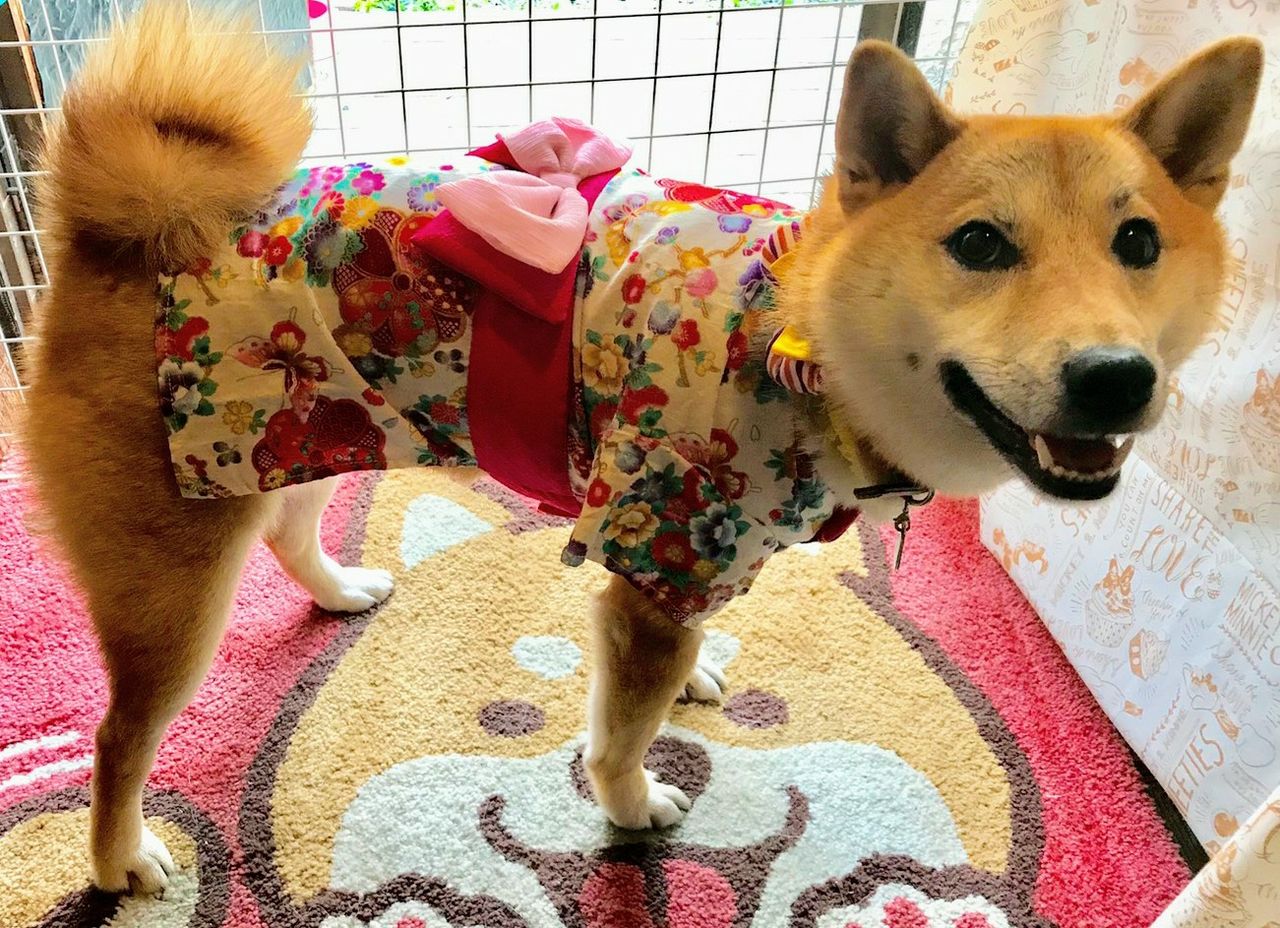 写真記事 犬用浴衣 モフモフとモチモチ 写真記事 犬用浴衣 モフモフとモチモチ