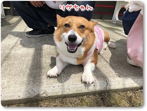 リアルコーギー牧場で放牧 陽菜ちゃんも花さんといっしょ リアルコーギー牧場で放牧 陽菜ちゃんも花さんといっしょ