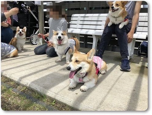 リアルコーギー牧場で放牧 陽菜ちゃんも花さんといっしょ リアルコーギー牧場で放牧 陽菜ちゃんも花さんといっしょ