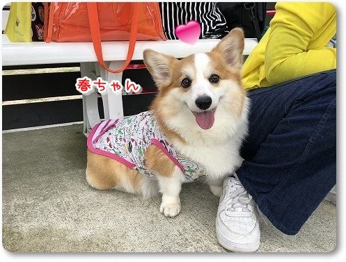 リアルコーギー牧場で放牧 陽菜ちゃんも花さんといっしょ リアルコーギー牧場で放牧 陽菜ちゃんも花さんといっしょ